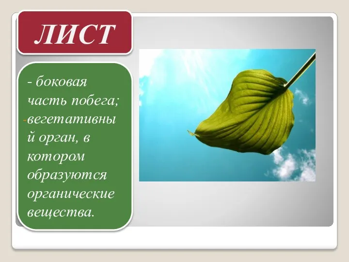ЛИСТ - боковая часть побега; вегетативный орган, в котором образуются органические вещества.