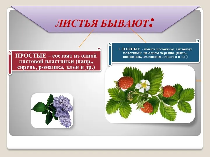 ЛИСТЬЯ БЫВАЮТ: ПРОСТЫЕ – состоят из одной листовой пластинки (напр.,