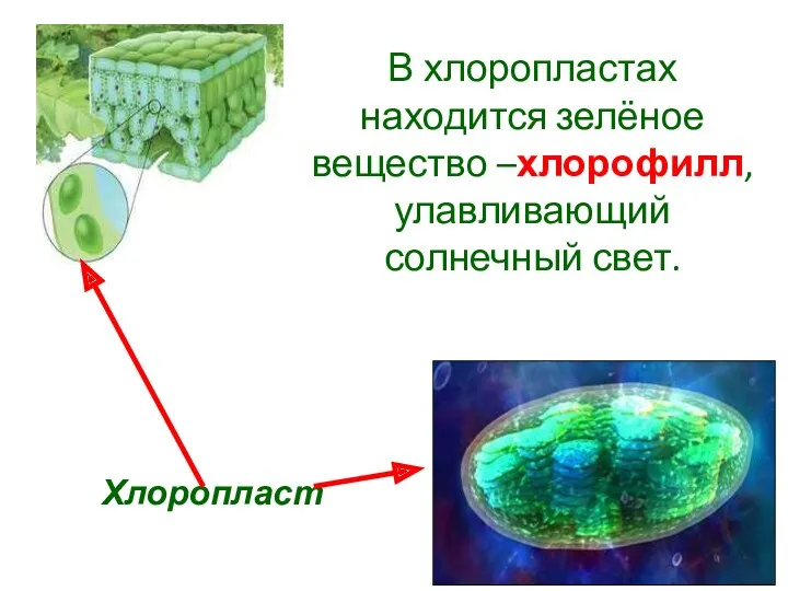 Хлоропласт В хлоропластах находится зелёное вещество –хлорофилл, улавливающий солнечный свет.