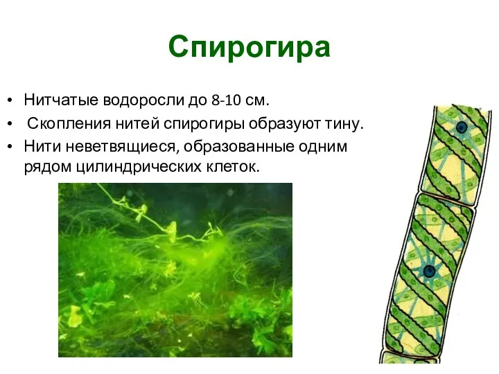 Спирогира Нитчатые водоросли до 8-10 см. Скопления нитей спирогиры образуют