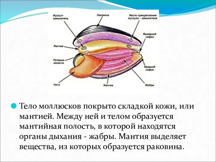 Тело моллюсков покрыто складкой кожи, или мантией. Между ней и телом образуется мантийная