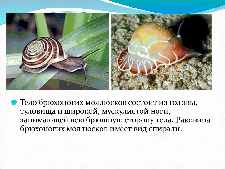 Тело брюхоногих моллюсков состоит из головы, туловища и широкой, мускулистой ноги, занимающей всю