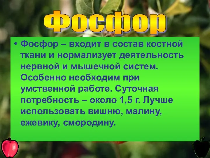 Фосфор – входит в состав костной ткани и нормализует деятельность нервной и мышечной