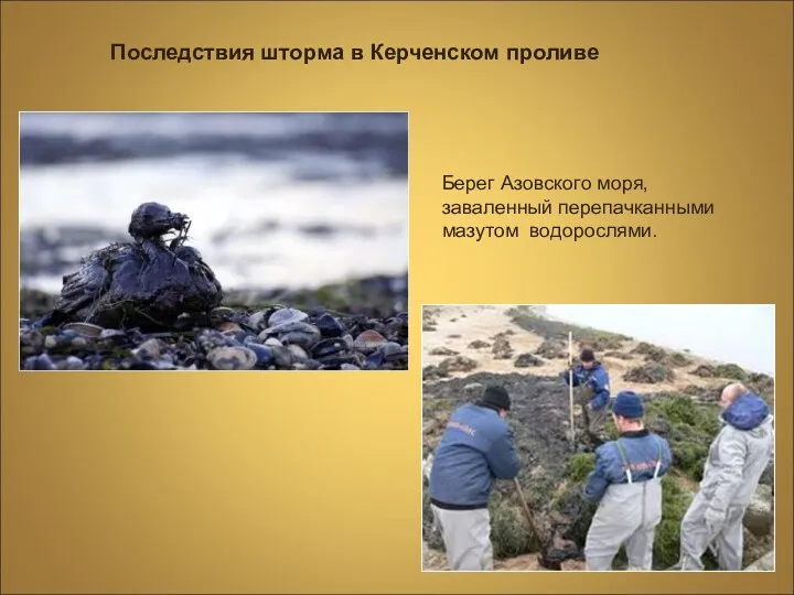 Последствия шторма в Керченском проливе Берег Азовского моря, заваленный перепачканными мазутом водорослями.