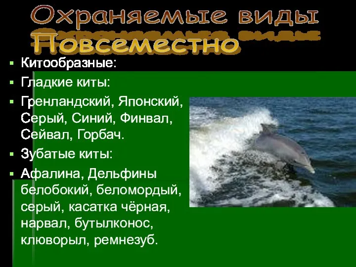 Китообразные: Гладкие киты: Гренландский, Японский, Серый, Синий, Финвал, Сейвал, Горбач. Зубатые киты: Афалина,