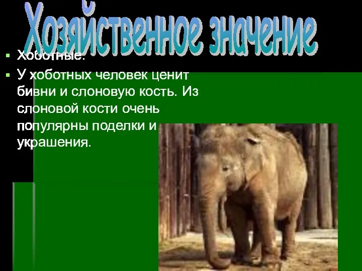 Хоботные: У хоботных человек ценит бивни и слоновую кость. Из слоновой кости очень