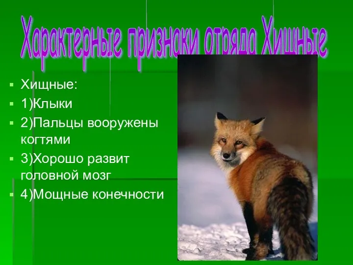 Хищные: 1)Клыки 2)Пальцы вооружены когтями 3)Хорошо развит головной мозг 4)Мощные конечности Характерные признаки отряда Хищные