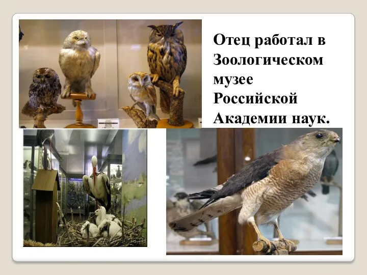 Отец работал в Зоологическом музее Российской Академии наук.