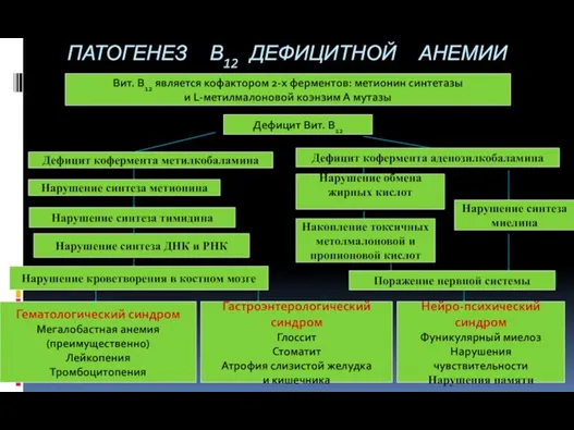 ПАТОГЕНЕЗ В12 ДЕФИЦИТНОЙ АНЕМИИ Вит. В12 является кофактором 2-х ферментов: метионин синтетазы и