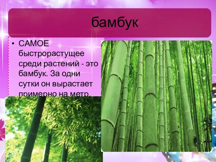 САМОЕ быстрорастущее среди растений - это бамбук. За одни сутки он вырастает примерно на метр. бамбук