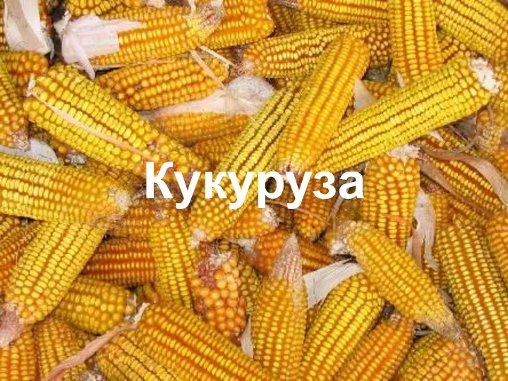 Кукуруза