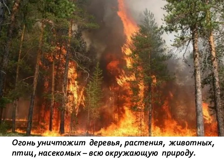 Огонь уничтожит деревья, растения, животных, птиц, насекомых – всю окружающую природу.