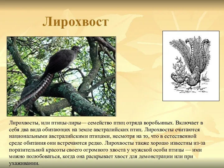Лирохвост Лирохвосты, или птицы-лиры— семейство птиц отряда воробьиных. Включает в