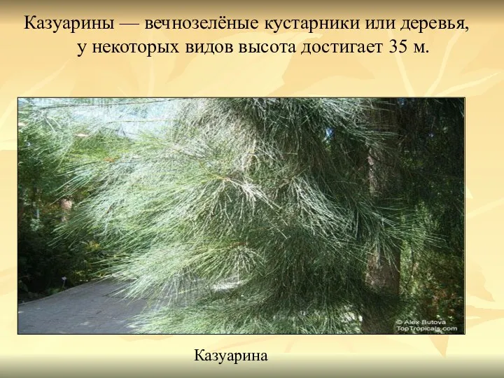 Казуарины — вечнозелёные кустарники или деревья, у некоторых видов высота достигает 35 м. Казуарина