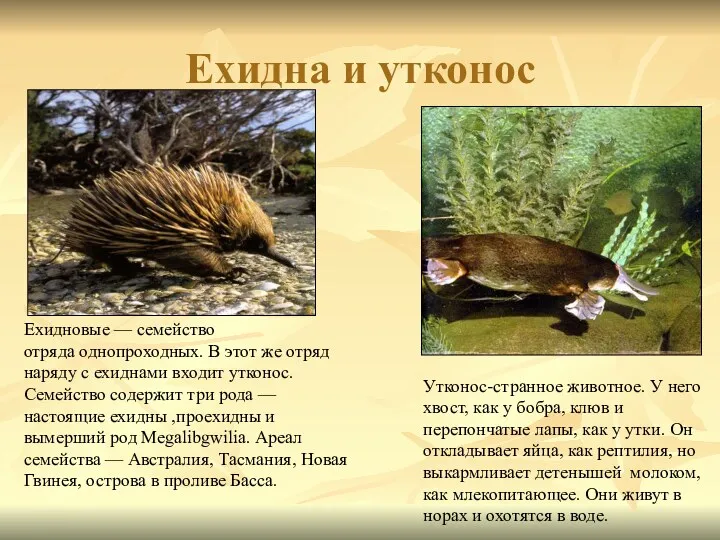 Ехидна и утконос Утконос-странное животное. У него хвост, как у бобра, клюв и