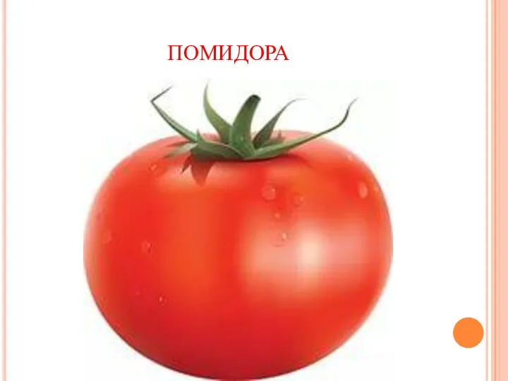 помидора