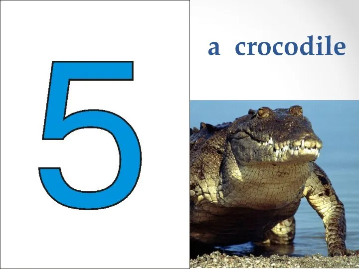 a crocodile