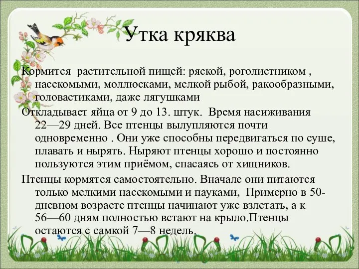 Утка кряква Кормится растительной пищей: ряской, роголистником , насекомыми, моллюсками,