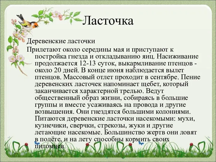 Ласточка Деревенские ласточки Прилетают около середины мая и приступают к