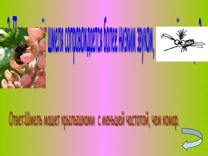 3. Почему полёт шмеля сопровождается более низким звуком, чем полёт