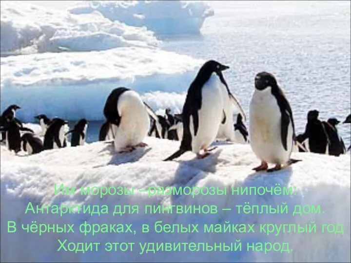 Им морозы –разморозы нипочём: Антарктида для пингвинов – тёплый дом.