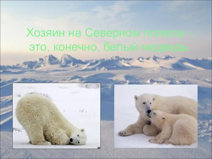 Хозяин на Северном полюсе – это, конечно, белый медведь.
