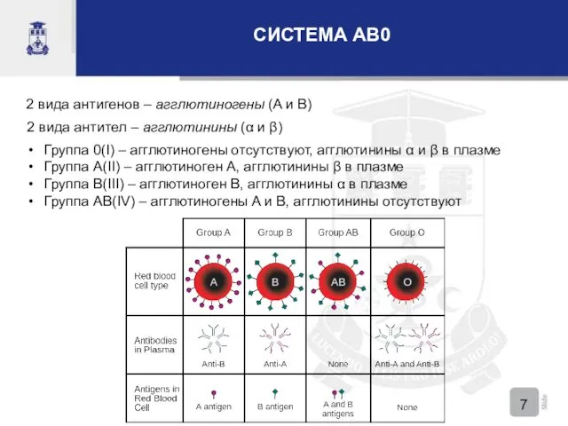 СИСТЕМА AB0 2 вида антигенов – агглютиногены (A и B)