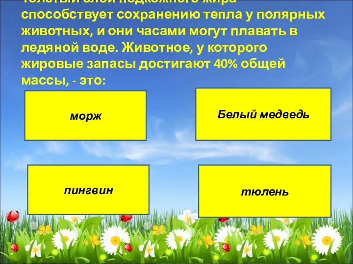 Толстый слой подкожного жира способствует сохранению тепла у полярных животных,