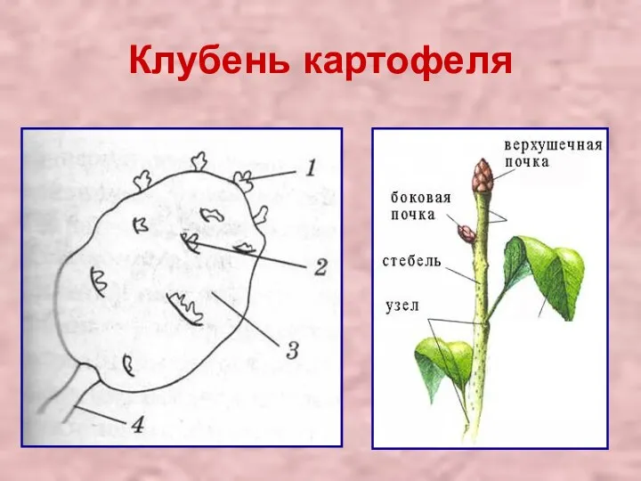 Клубень картофеля