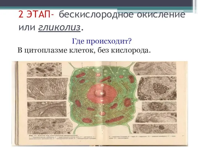 2 ЭТАП- бескислородное окисление или гликолиз. Где происходит? В цитоплазме клеток, без кислорода.