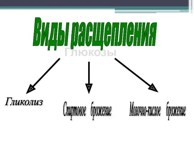 Где: В митохондриях. Виды расщепления Гликолиз Спиртовое брожение Молочно-кислое брожение Глюкозы