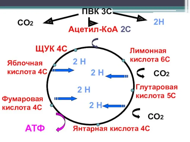 ПВК 3С Ацетил-КоА 2С Лимонная кислота 6С Глутаровая кислота 5С