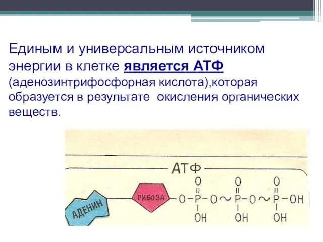 Единым и универсальным источником энергии в клетке является АТФ (аденозинтрифосфорная