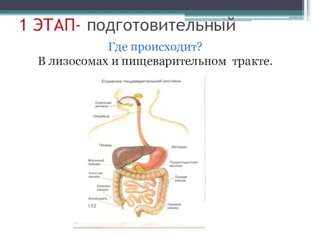 1 ЭТАП- подготовительный Где происходит? В лизосомах и пищеварительном тракте.