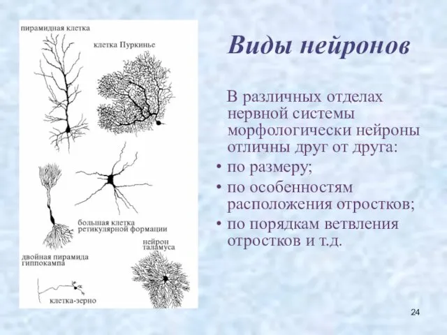 Виды нейронов В различных отделах нервной системы морфологически нейроны отличны