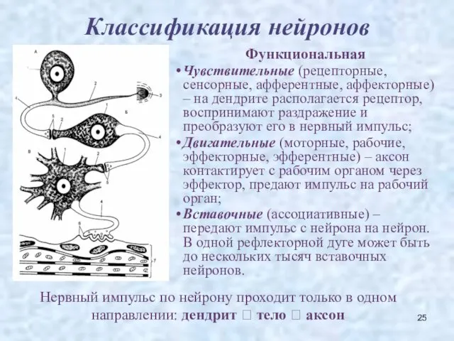 Классификация нейронов Функциональная Чувствительные (рецепторные, сенсорные, афферентные, аффекторные) – на