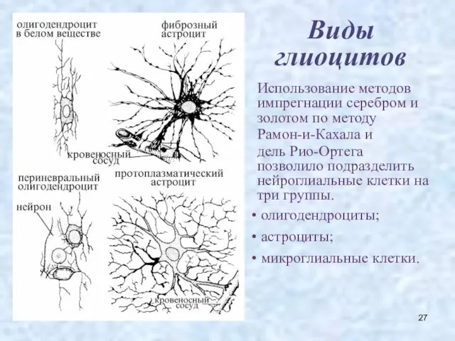 Виды глиоцитов Использование методов импрегнации серебром и золотом по методу