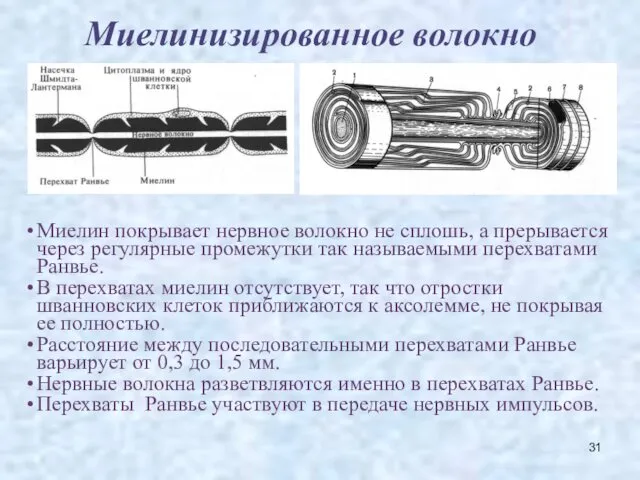 Миелинизированное волокно Миелин покрывает нервное волокно не сплошь, а прерывается