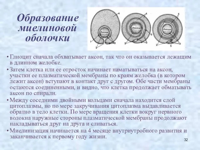 Образование миелиновой оболочки Глиоцит сначала обхватывает аксон, так что он