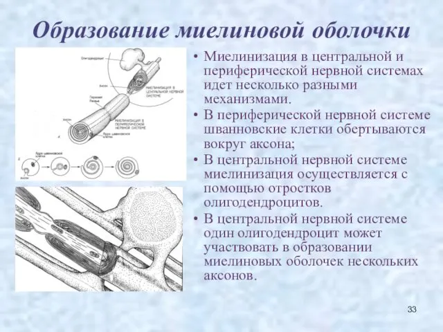 Образование миелиновой оболочки Миелинизация в центральной и периферической нервной системах