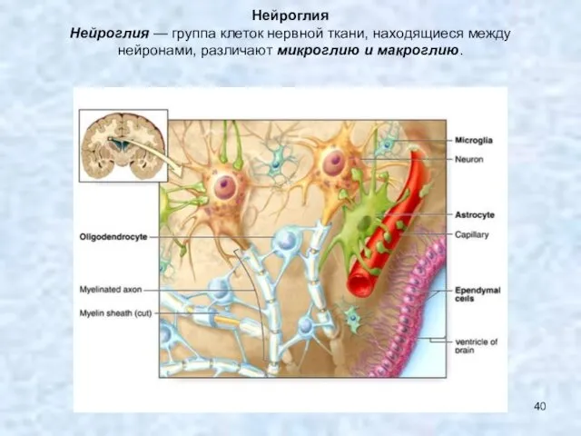 Нейроглия Нейроглия — группа клеток нервной ткани, находящиеся между нейронами, различают микроглию и макроглию.