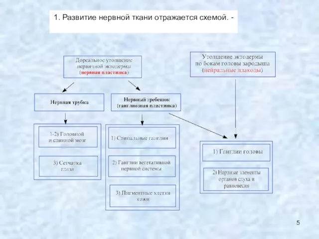 1. Развитие нервной ткани отражается схемой. -