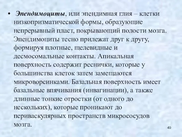 Эпендимоциты, или эпендимная глия – клетки низкопризматической формы, образующие непрерывный