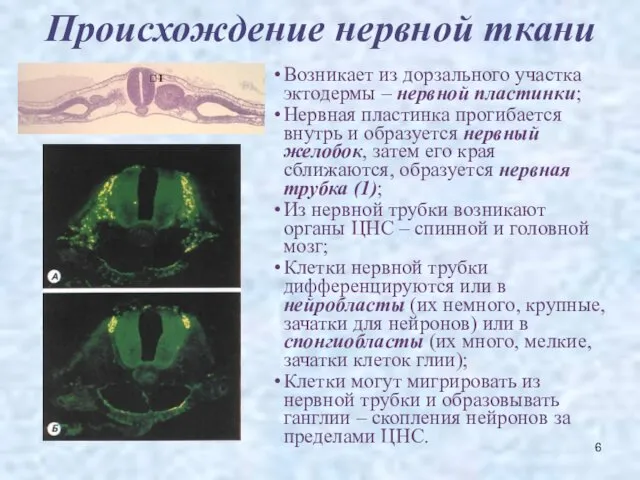 Происхождение нервной ткани Возникает из дорзального участка эктодермы – нервной