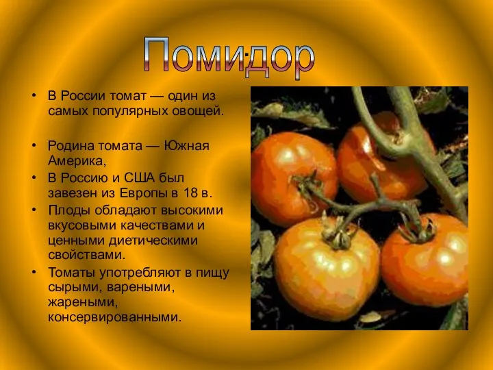 . В России томат — один из самых популярных овощей. Родина томата —