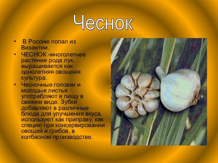 . В Россию попал из Византии. ЧЕСНОК -многолетнее растение рода лук, выращивается как