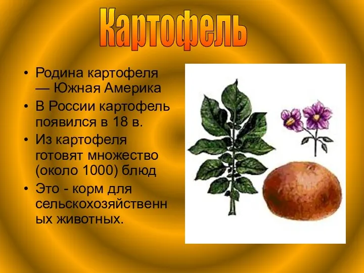 . Родина картофеля — Южная Америка В России картофель появился в 18 в.