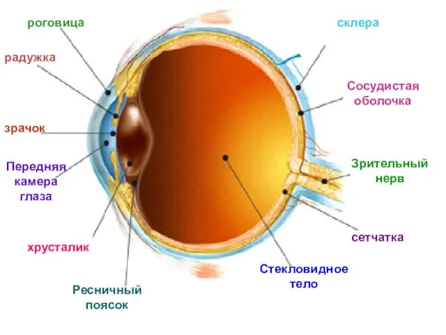 роговица радужка зрачок Передняя камера глаза хрусталик Ресничный поясок Стекловидное