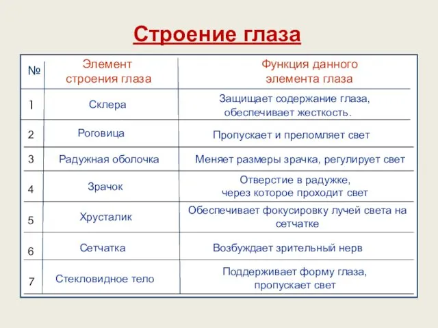 Строение глаза № Элемент строения глаза Функция данного элемента глаза