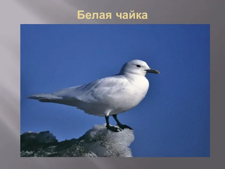 Белая чайка